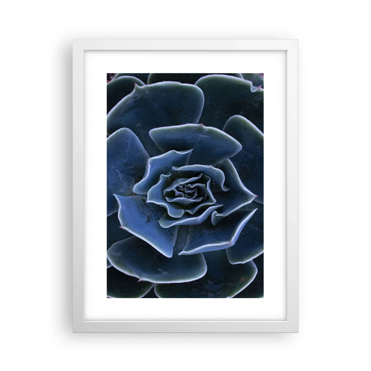 Plakat i hvid ramme - Ørkenblomst - 30x40 cm