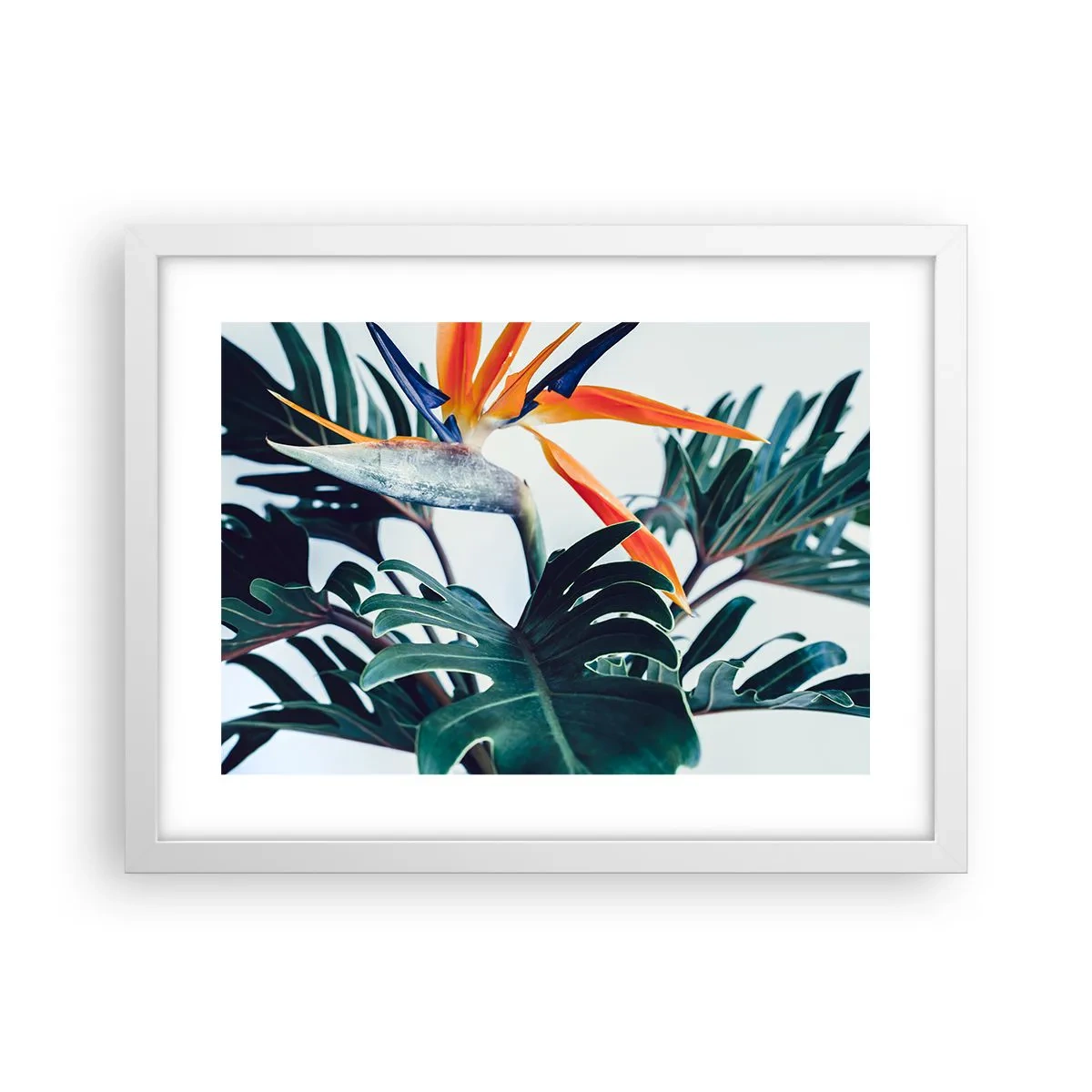 Plakat i hvid ramme - Fuglebur - 40x30 cm