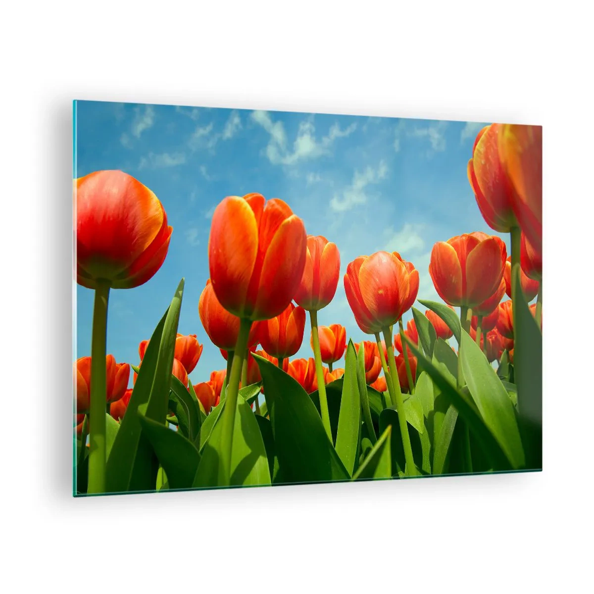 Billede på glas - Et felt af røde tulipaner under en blå himmel - 70x50cm - Bortset fra den blå himmel behøver de intet i livet - Moderne vægdekoration til stue og soveværelse ARTTOR