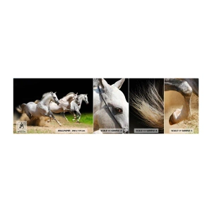 Fototapet Prøve Standard Eco - Tre Nåder - Heste, Dyr, Galop - 100x30 cm