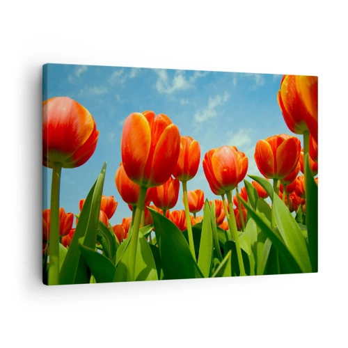 Lærredstryk - Billede på lærred - Et felt af røde og orange tulipaner mod en blå himmel - 70x50cm - Bortset fra den blå himmel behøver de intet i livet - Moderne vægdekoration til stue og soveværelse ARTTOR