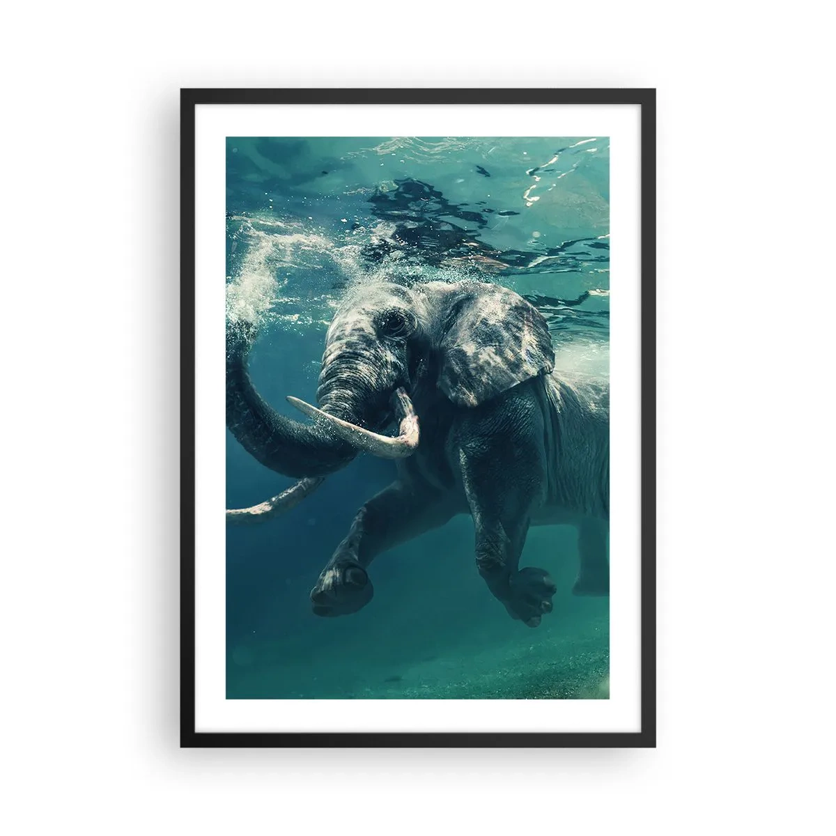 Plakat i sort ramme - En elefant svømmer i turkisblåt vand - 50x70cm - Alle kan lide at svømme - Moderne vægdekoration til stue og soveværelse ARTTOR