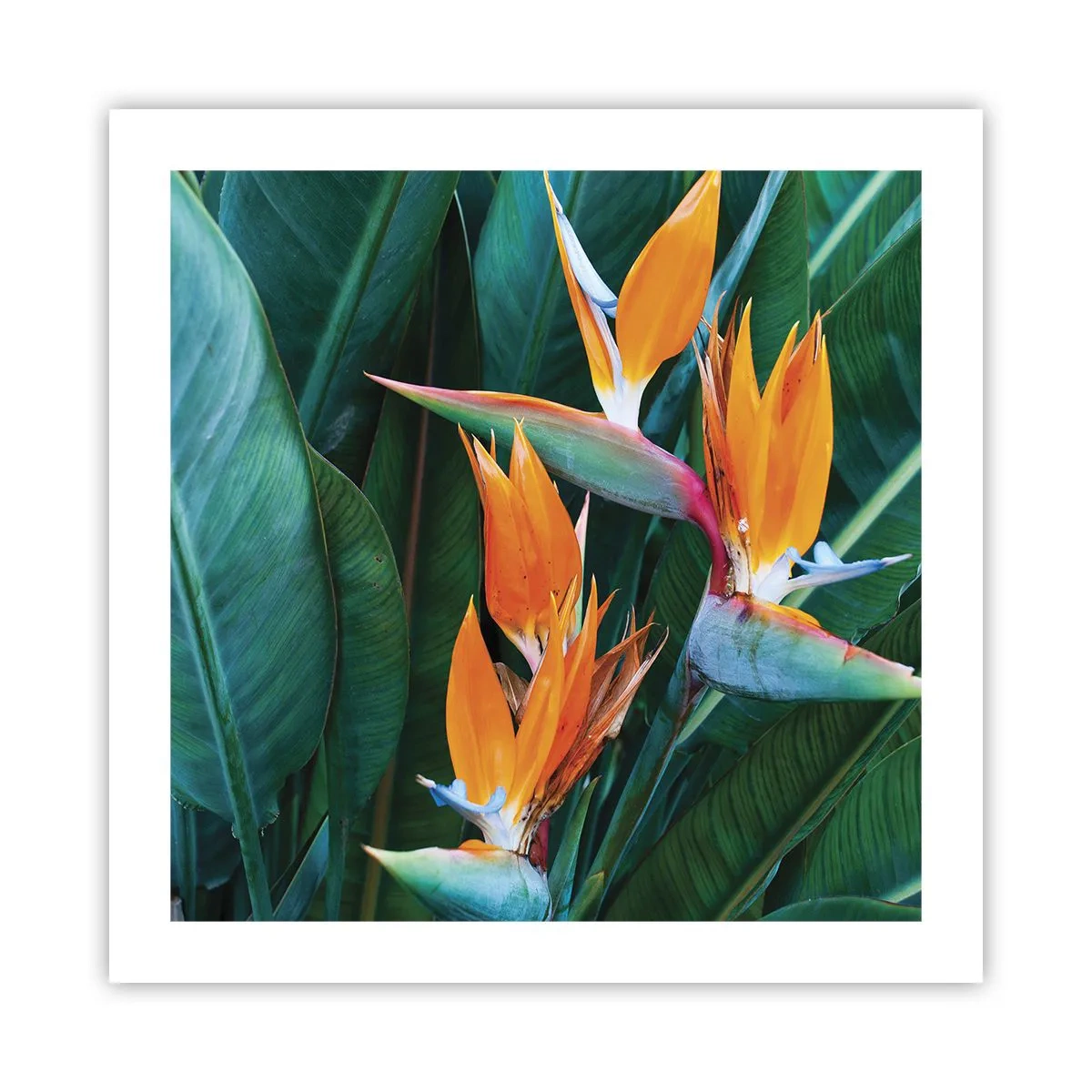 Plakat - Er det en blomst eller er det en fugl? - 50x50 cm