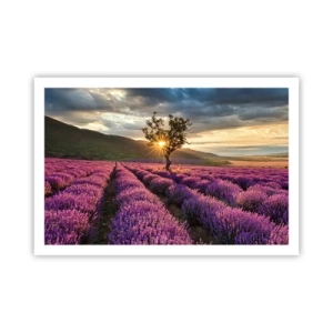 Plakat - Lilla aroma - 91x61 cm
