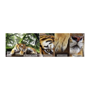 Prøve Fototapet Premium Sand - Med venlig hilsen - Tiger, Dyr, Predator - 100x30 cm