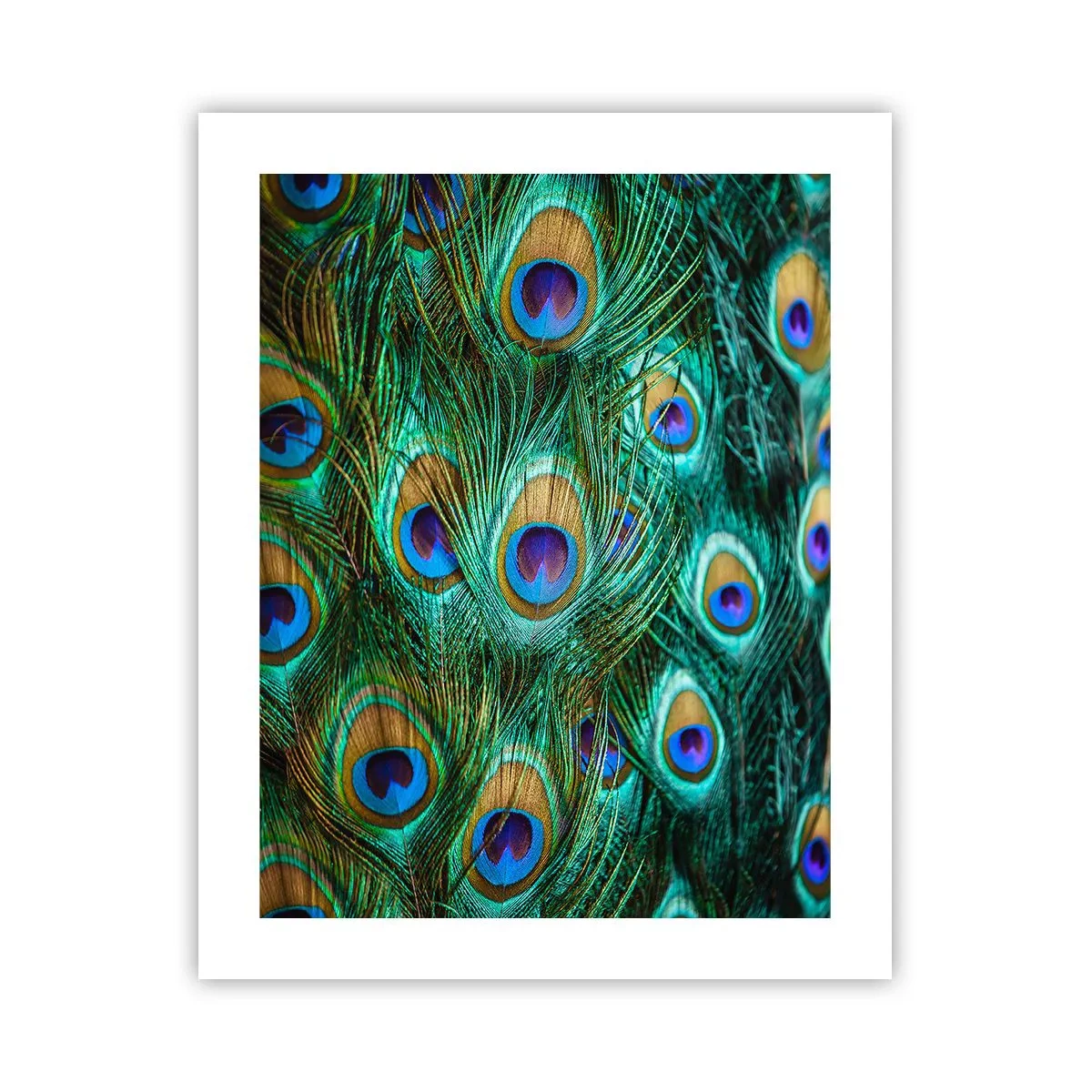 Plakat - En påfugls blik - 40x50 cm