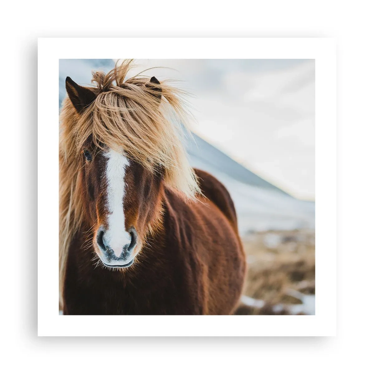 Plakat - Kan du mærke friheden? - 50x50 cm