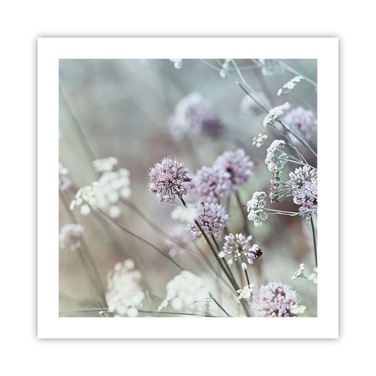 Plakat - Søde filigranurter - 50x50 cm