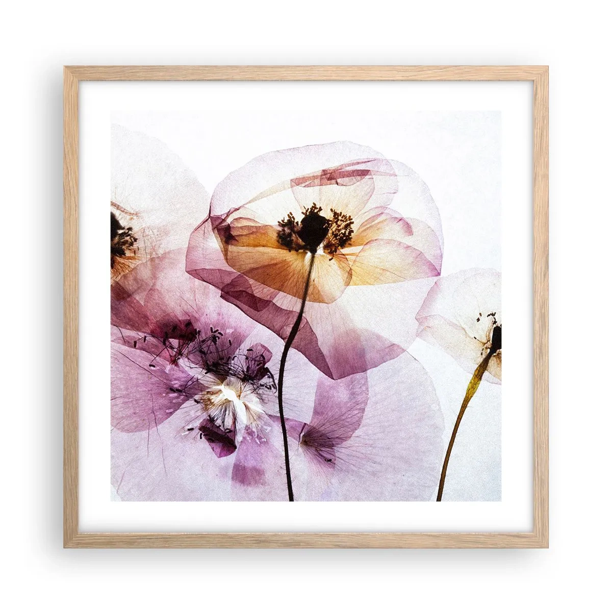 Plakat i ramme af lyst egetræ - Blomsterlegeme dias - 50x50 cm