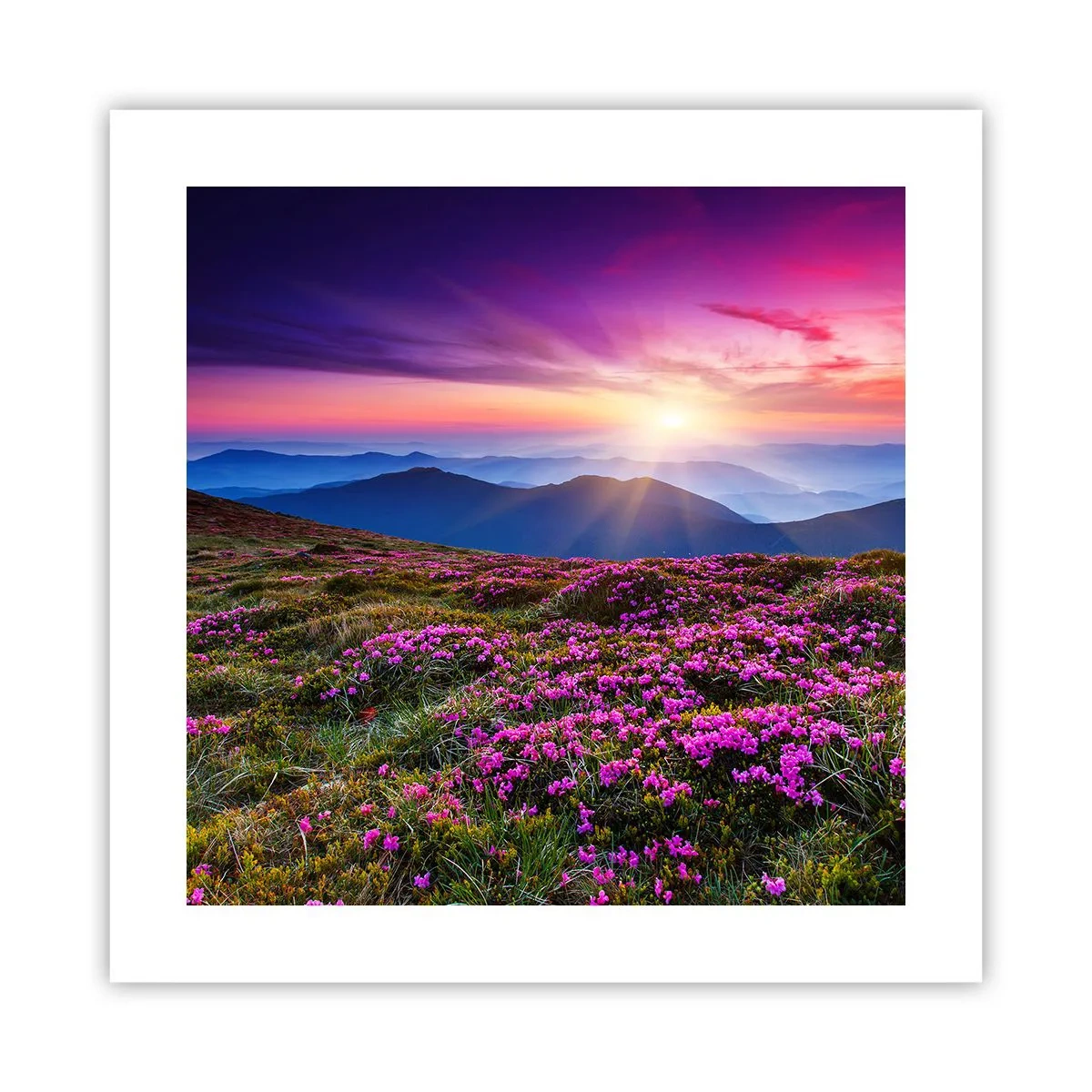 Plakat - Urter duftede friske bundter fra niw - 40x40 cm
