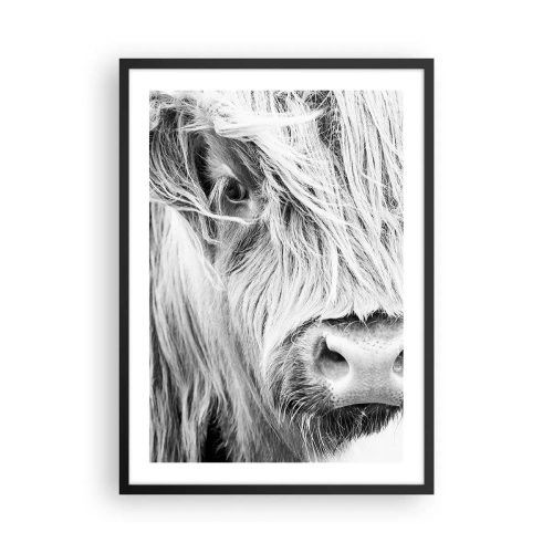 Plakat i sort ramme - Et nærbillede af en skotsk højlandsko i sort-hvid. - 50x70cm - Skotsk vildmark - Moderne vægdekoration til stue og soveværelse ARTTOR