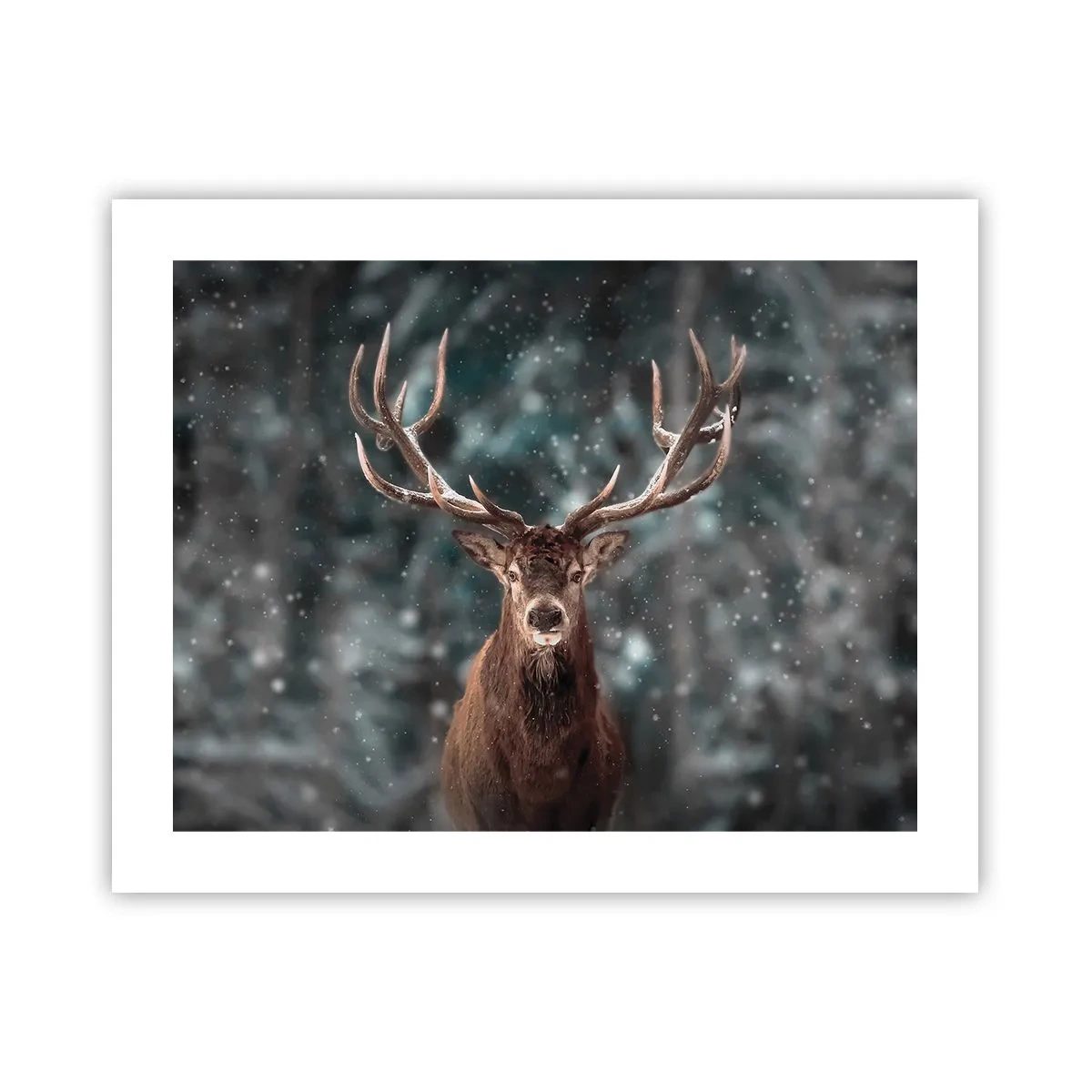 Plakat - Skovens konge kronet - 50x40 cm