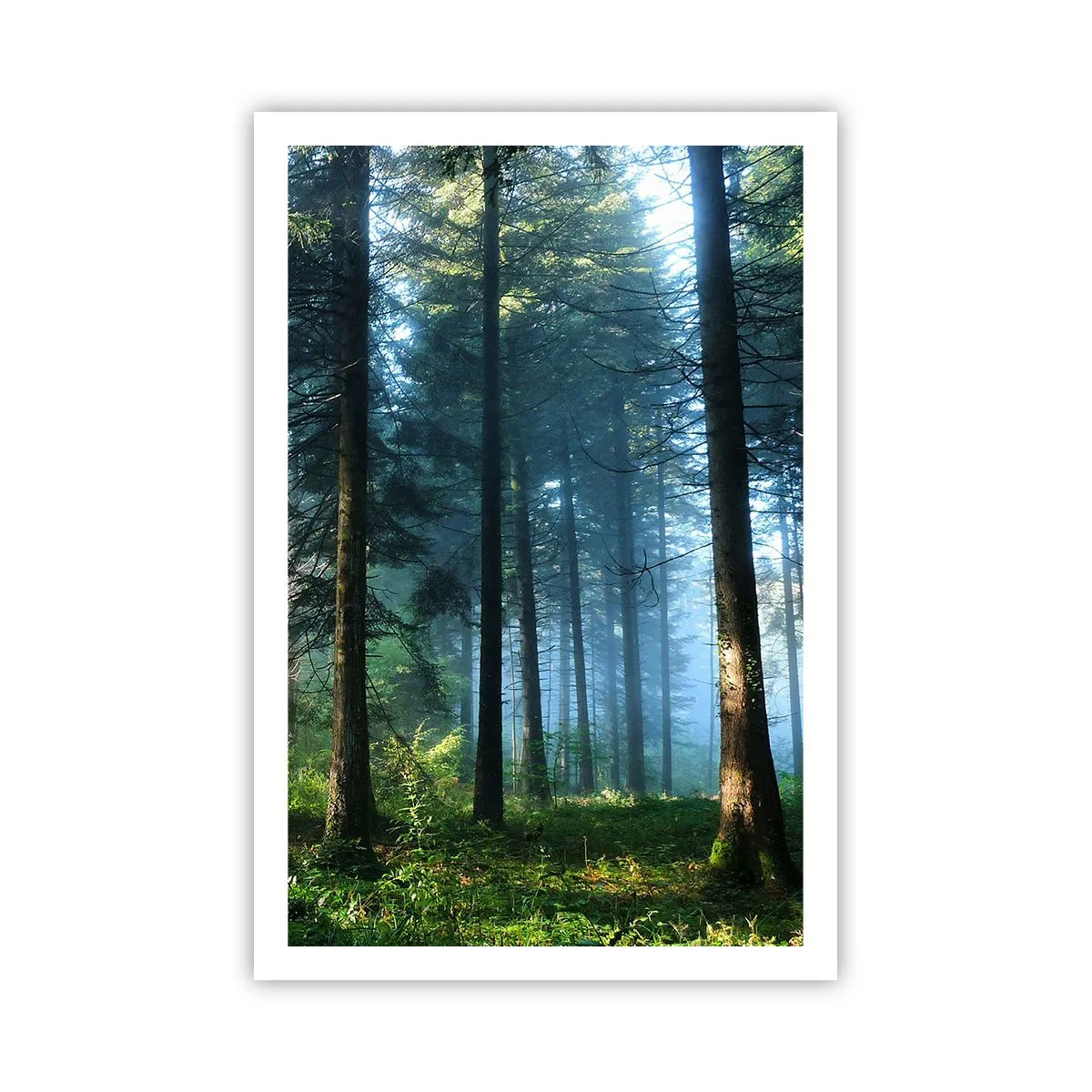 Plakat - Strålende om morgenen - 61x91 cm