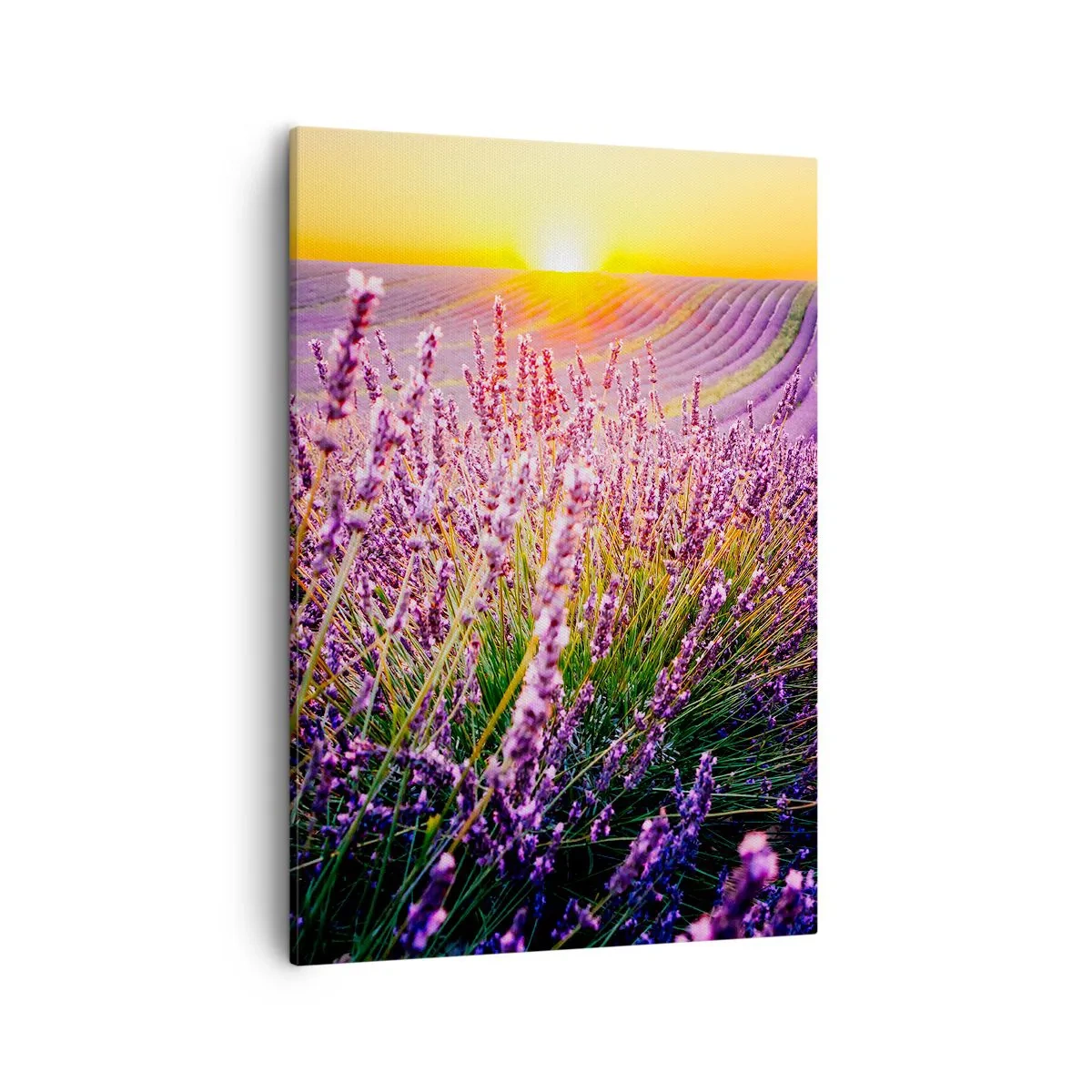 Lærredstryk - Billede på lærred - Duftende plet - 50x70 cm