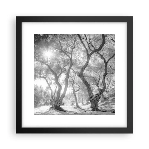 Plakat i sort ramme - I en olivenlund - 30x30 cm