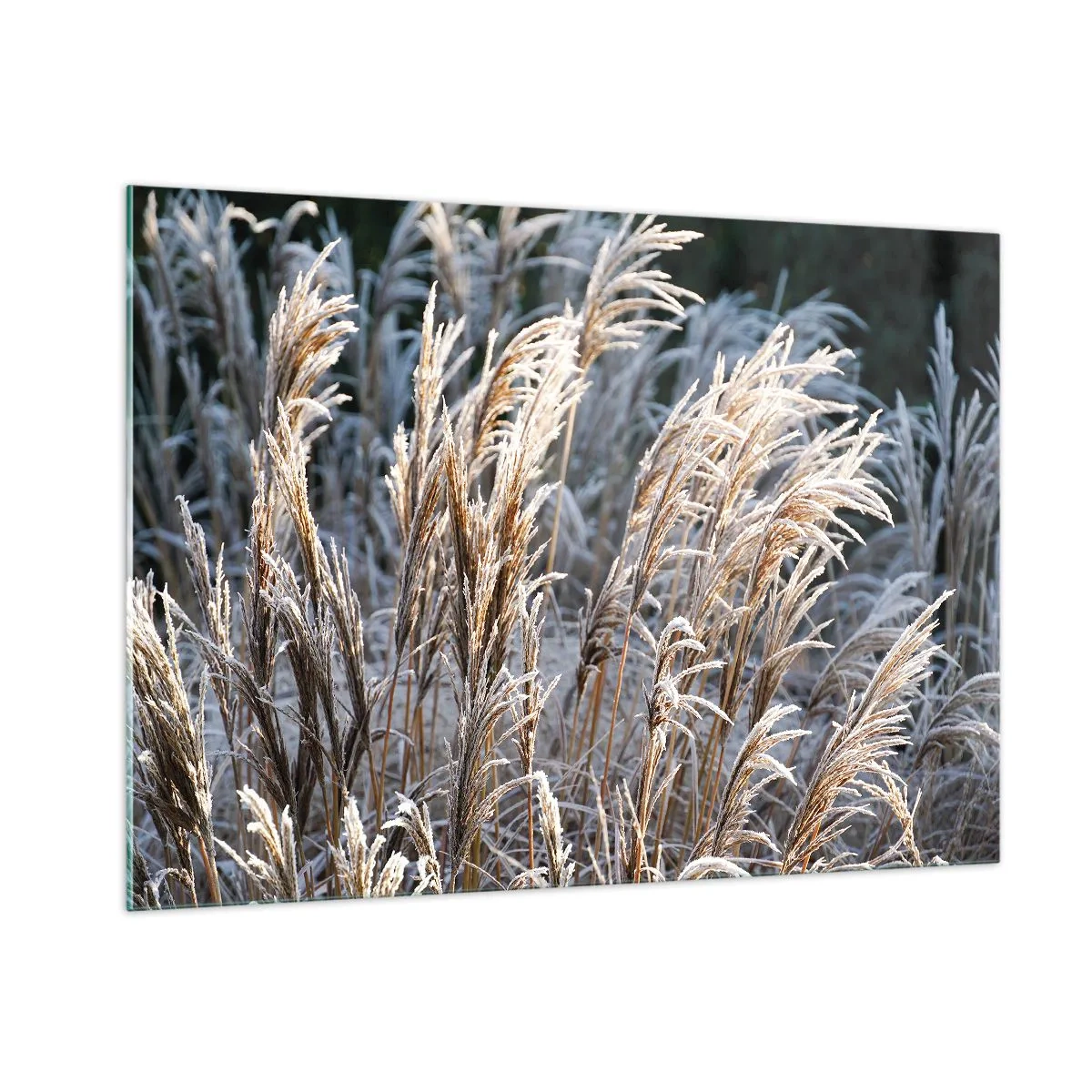 Billede på glas - Pyntet med frost - 100x70 cm