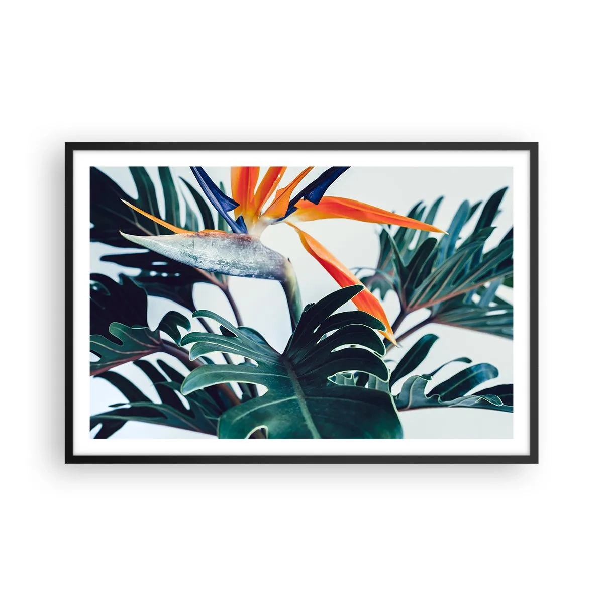 Plakat i sort ramme - Fuglebur - 91x61 cm