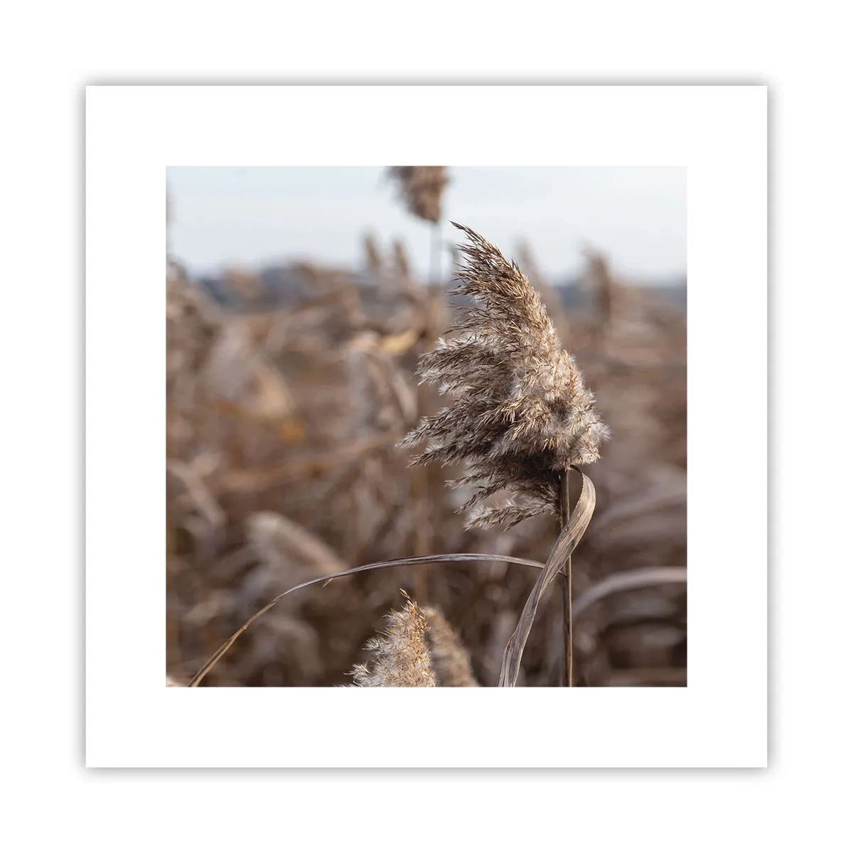 Plakat - Tid til at flyve væk med vinden - 30x30 cm