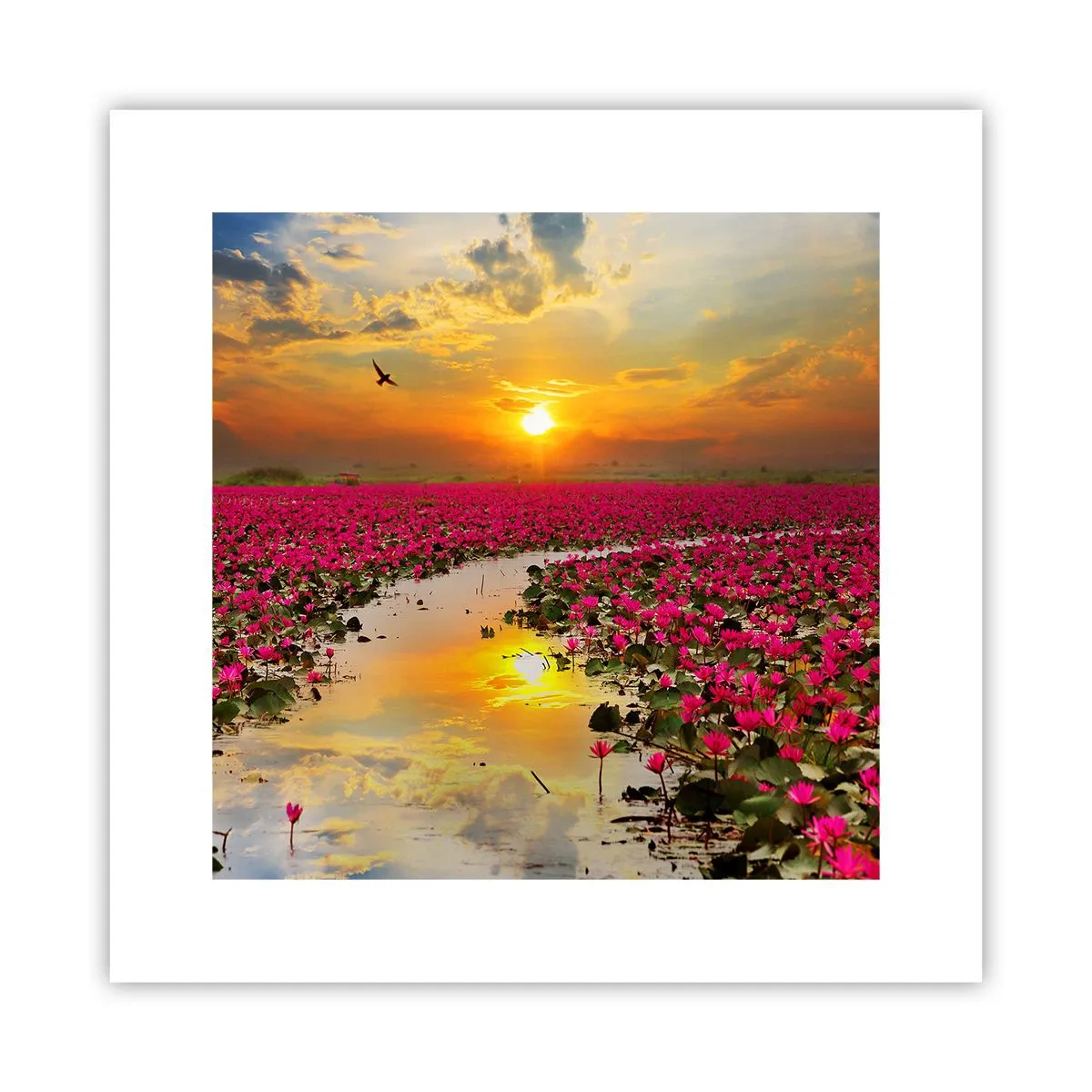 Plakat - Søens hemmelige liv - 30x30 cm