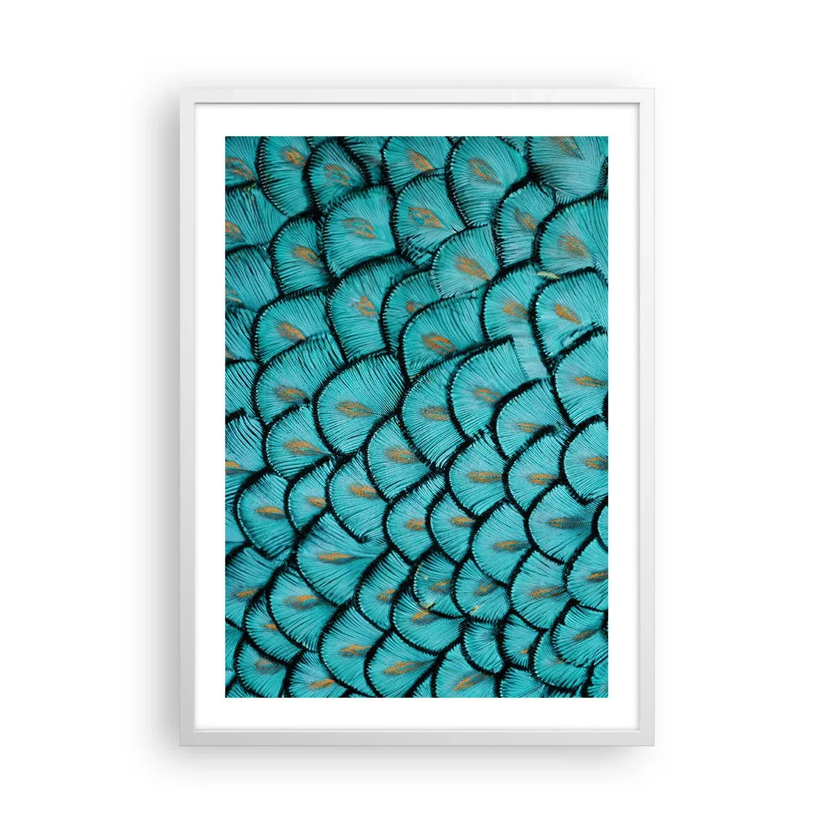 Plakat i hvid ramme - Den store fjer-galla - 50x70 cm