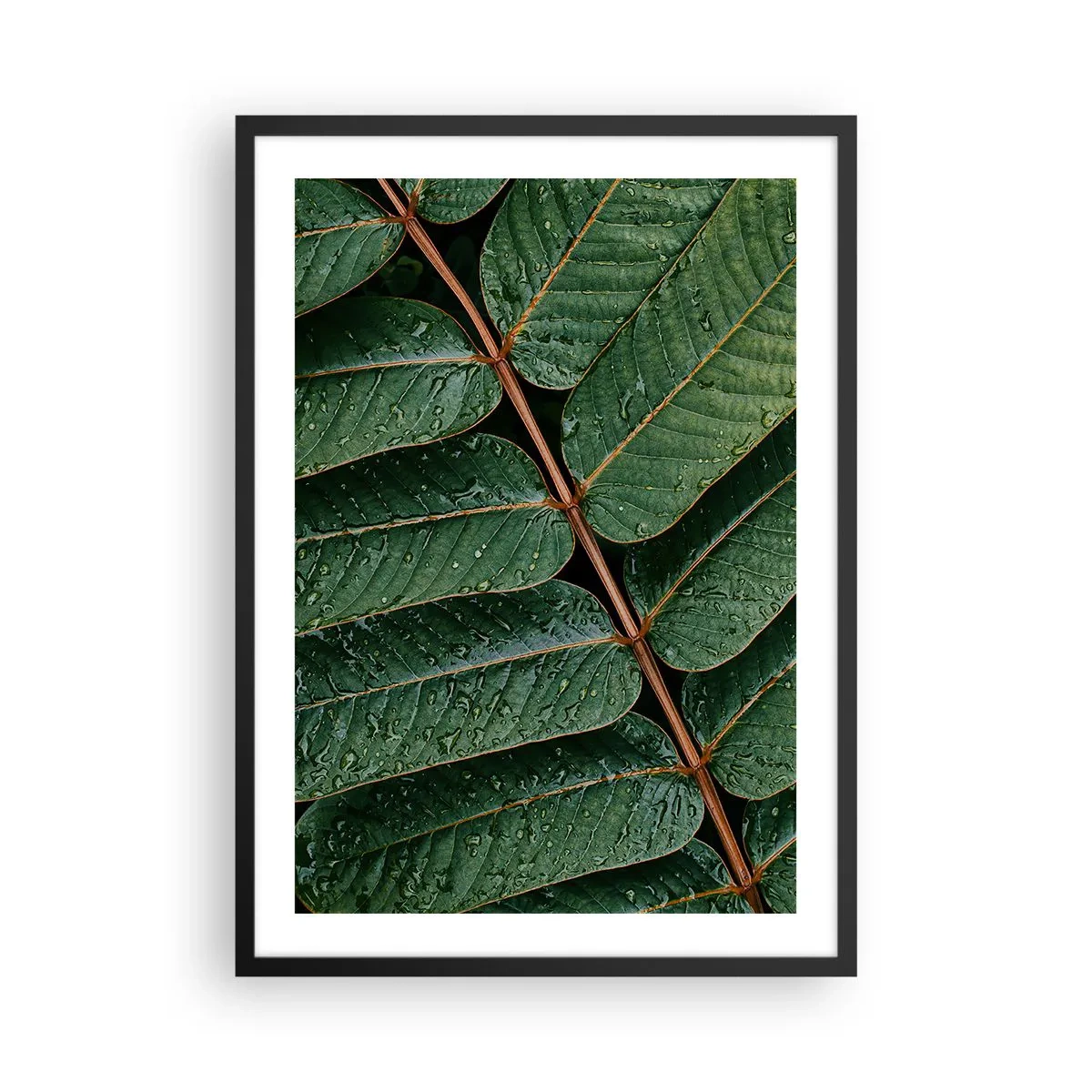 Plakat i sort ramme - Blade med vanddråber skaber en harmonisk komposition - 50x70cm - I en grøn rytme - Moderne vægdekoration til stue og soveværelse ARTTOR