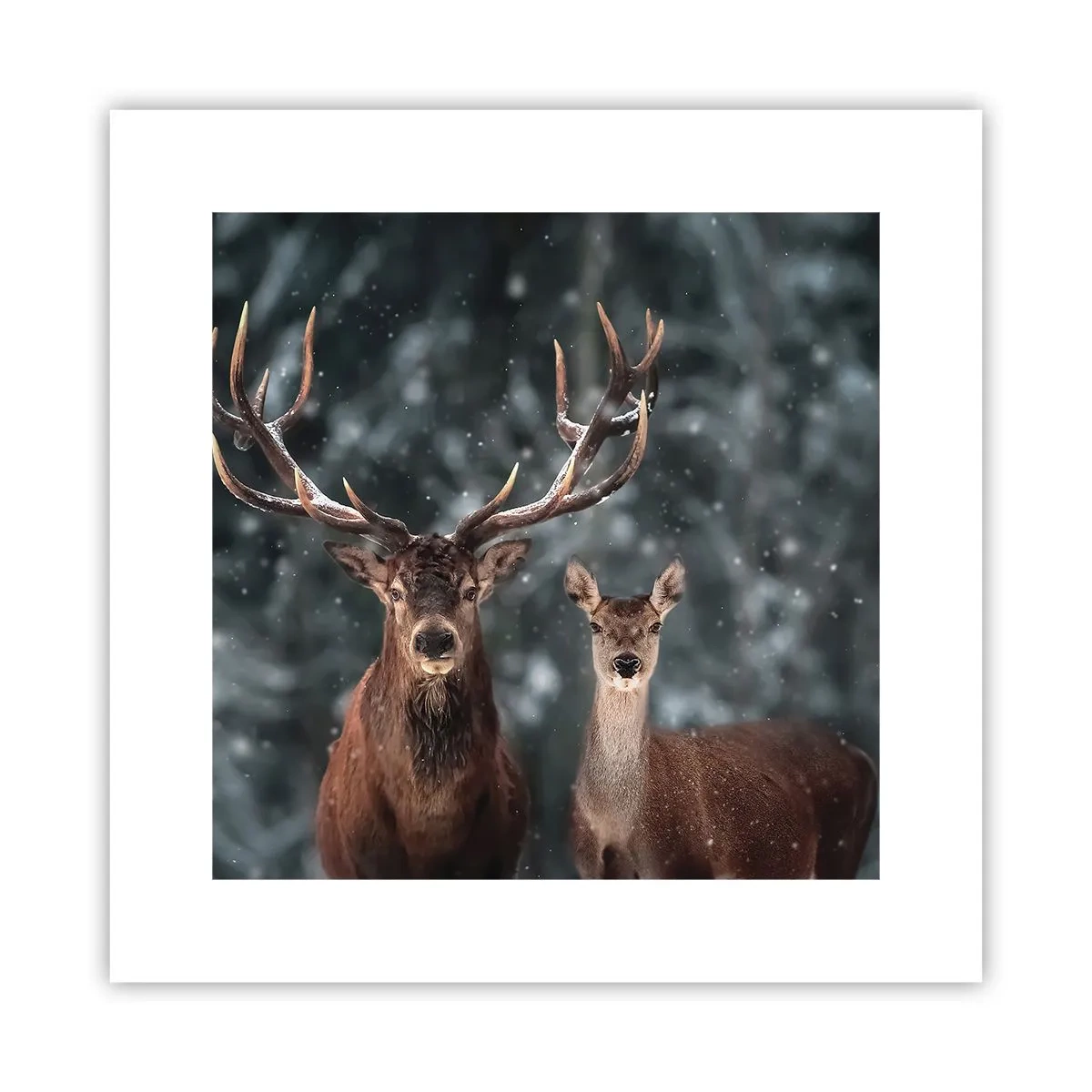 Plakat - Skovens herre og hans kone - 30x30 cm
