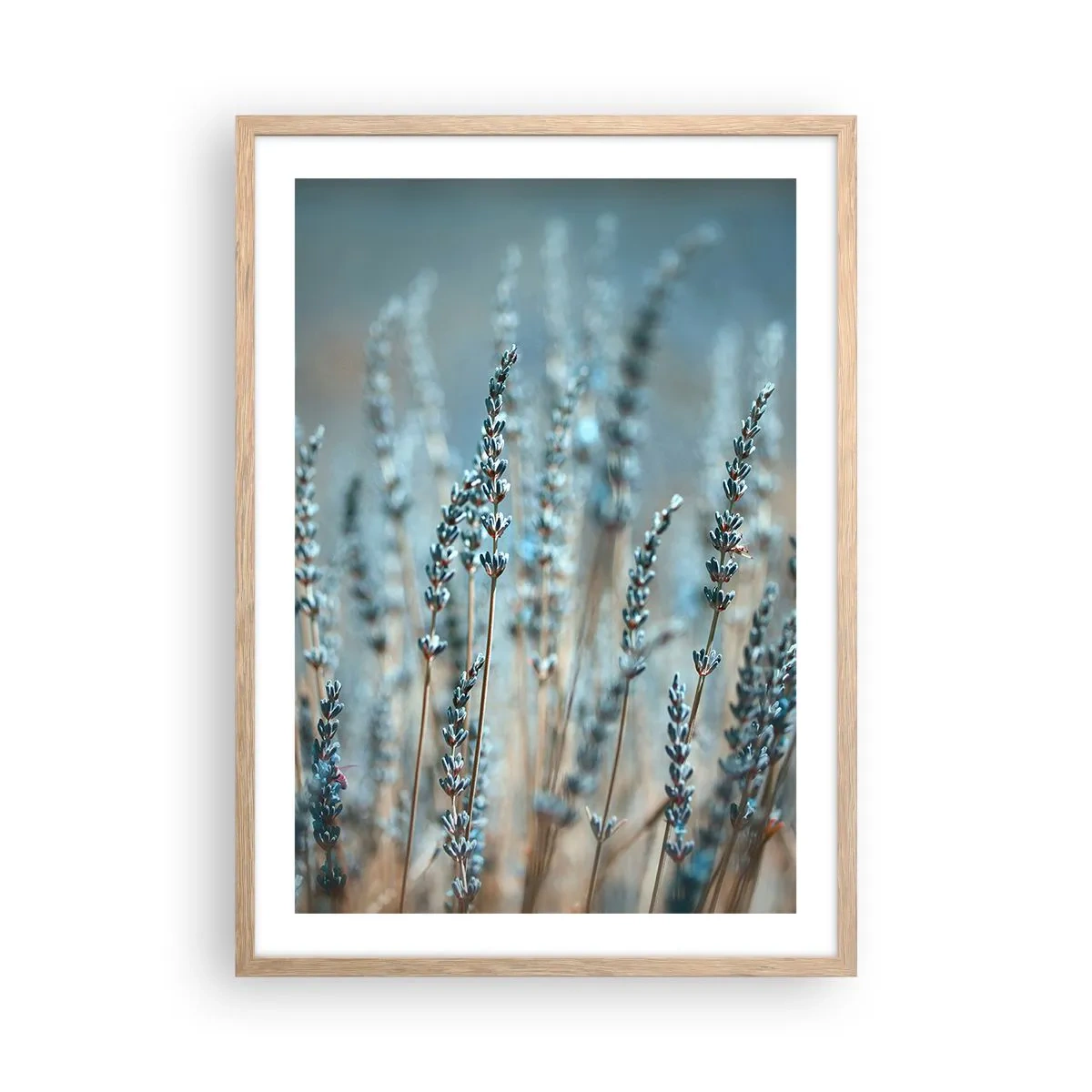 Plakat i ramme af lyst egetræ - Duftende plet - 50x70 cm