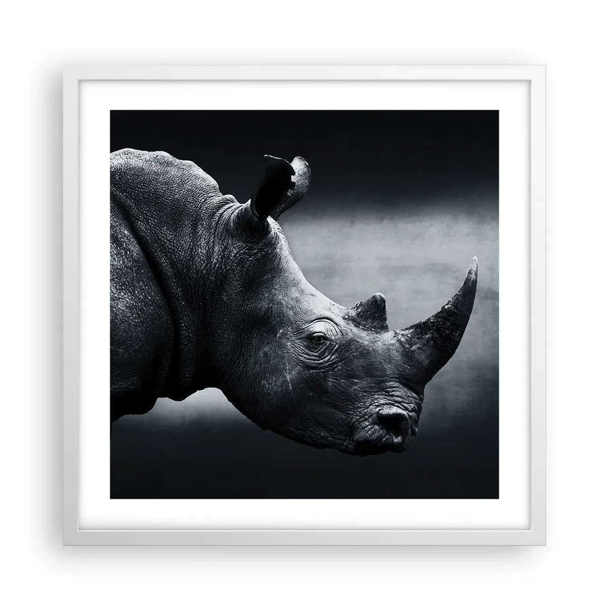 Plakat i hvid ramme - Højre profil - 50x50 cm