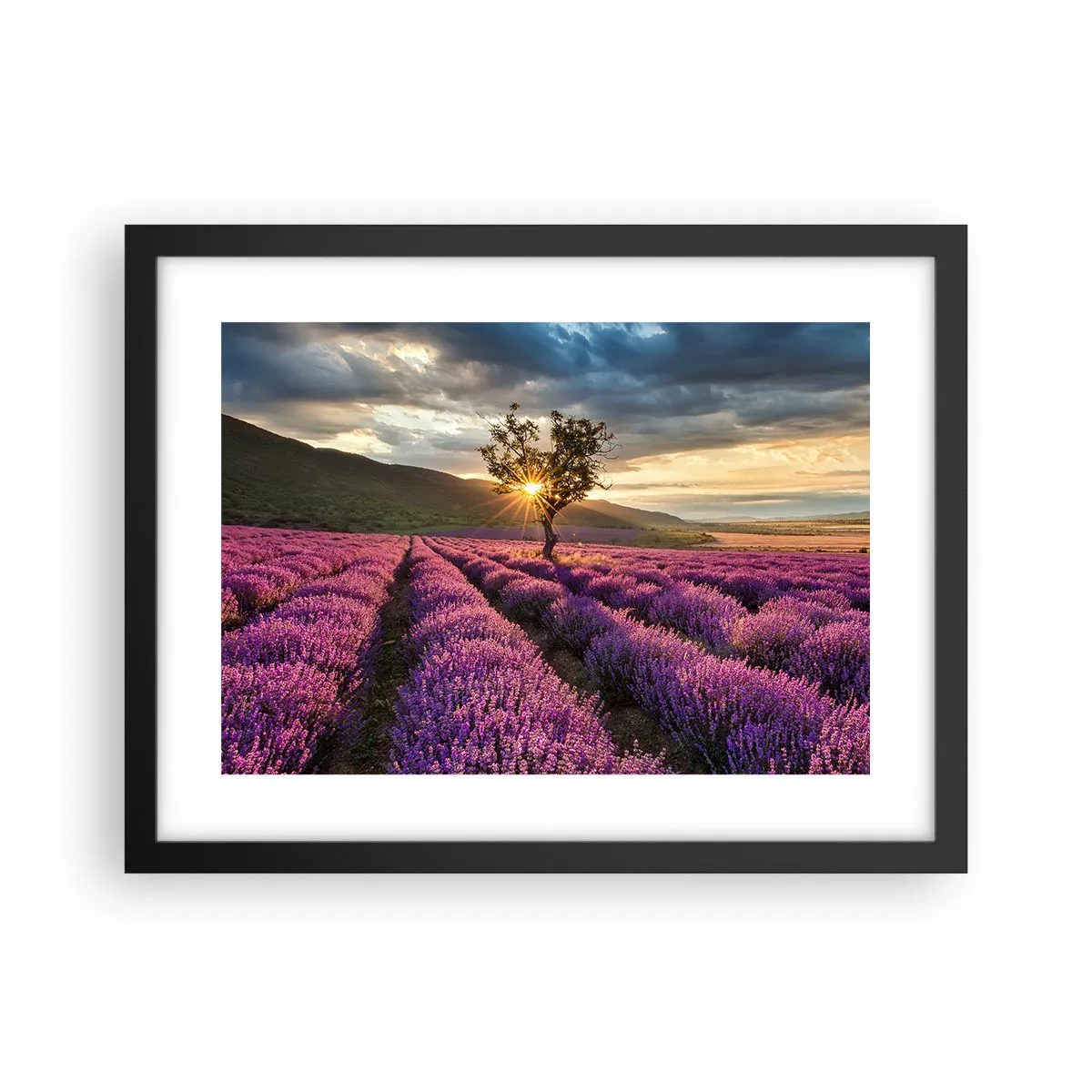Plakat i sort ramme - Lilla aroma - 40x30 cm