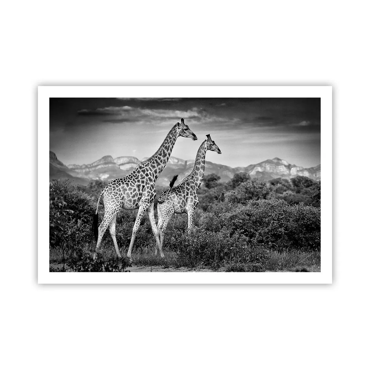 Plakat - Afrikas overklasse - 91x61 cm