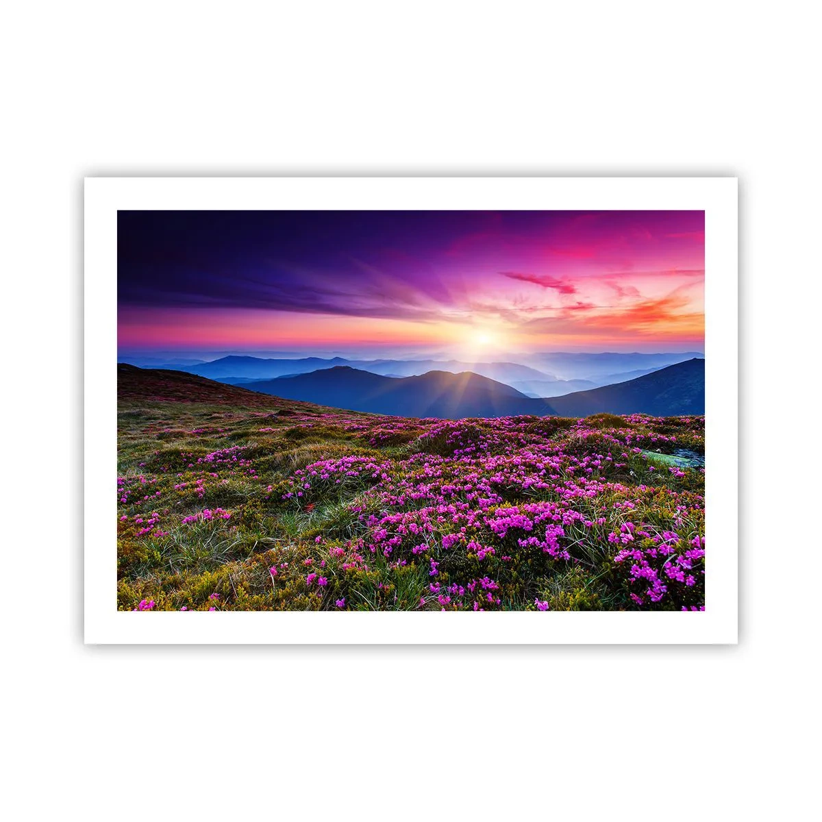 Plakat - Urter duftede friske bundter fra niw - 70x50 cm