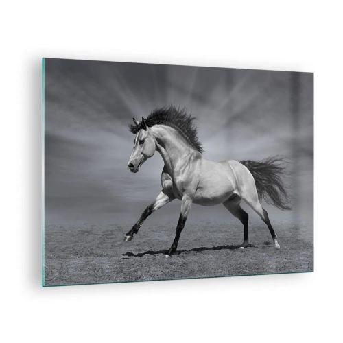 Billede på glas - Et sort-hvidt foto af en hest, der galoperer på en åben mark. - 70x50cm - Født til glæde - Moderne vægdekoration til stue og soveværelse ARTTOR