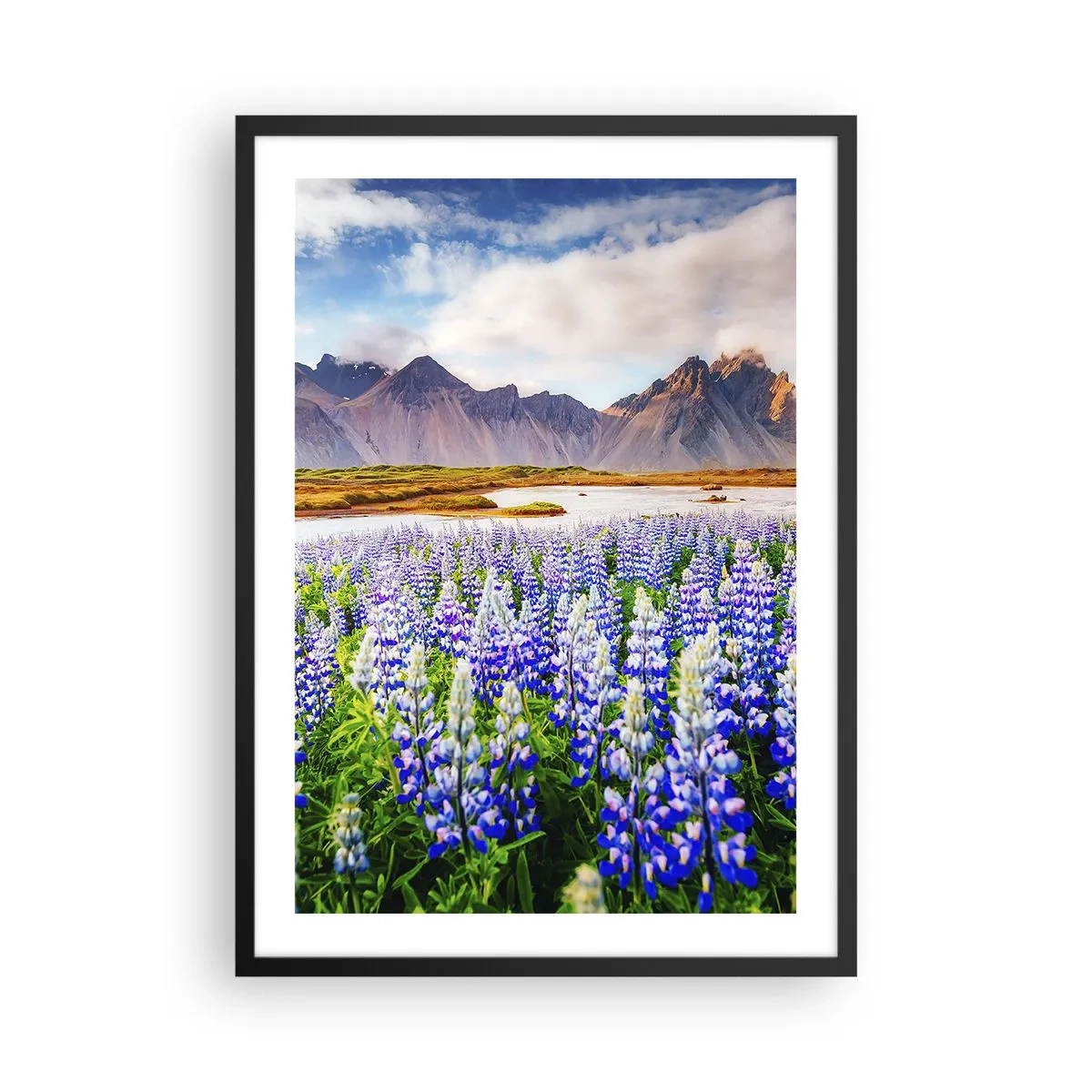 Plakat i sort ramme - En mark med lupiner med bjerge i baggrunden - 50x70cm - Styrke og strenghed ved siden af blidhed - Moderne vægdekoration til stue og soveværelse ARTTOR