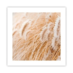 Plakat - Gyldent susen af græsser - 40x40 cm