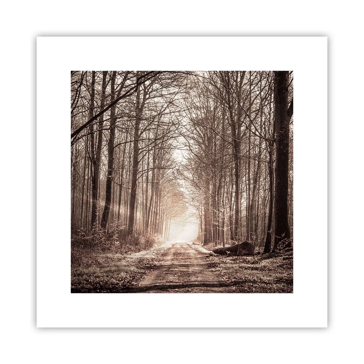 Plakat - Skovkatedralen - 30x30 cm