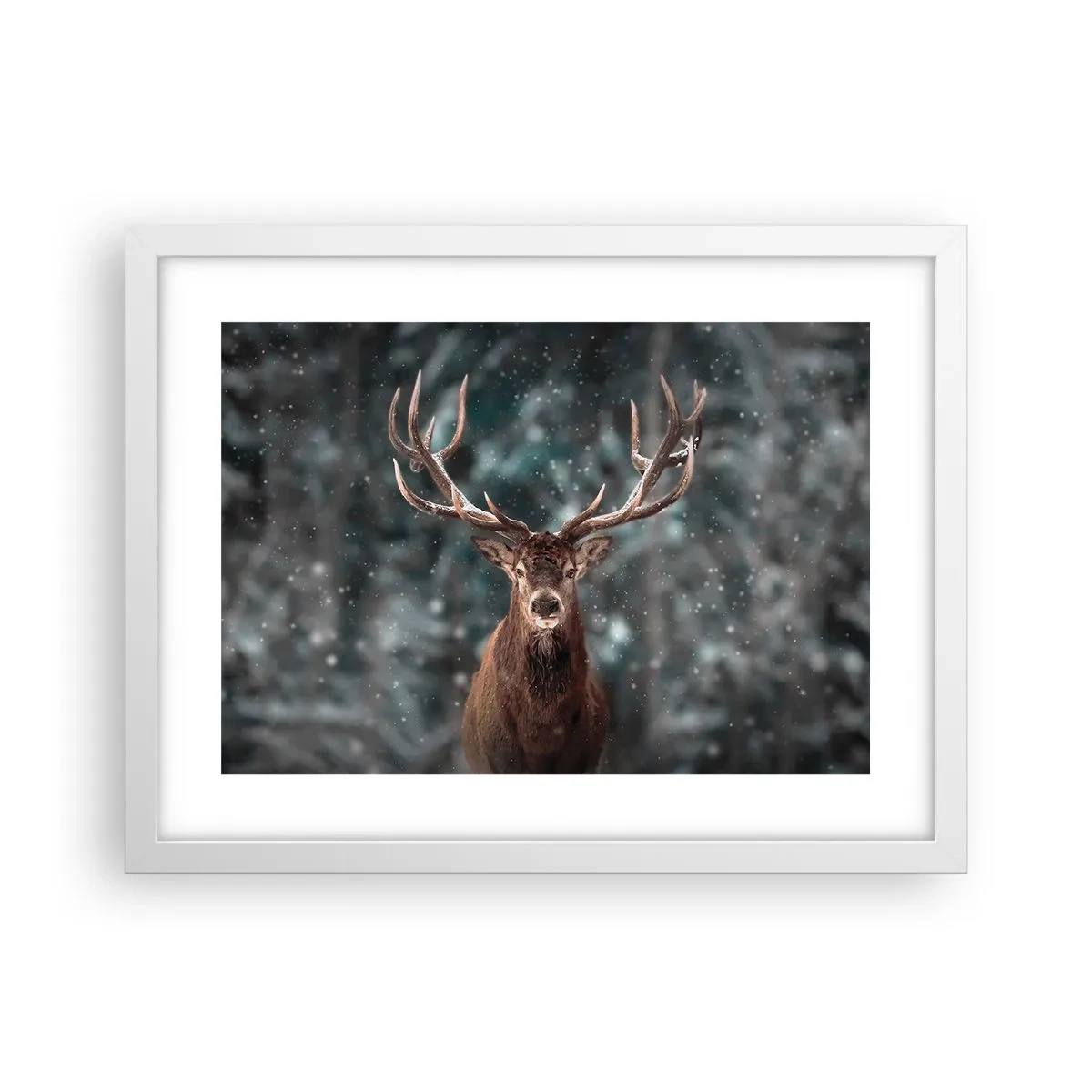 Plakat i hvid ramme - Skovens konge kronet - 40x30 cm
