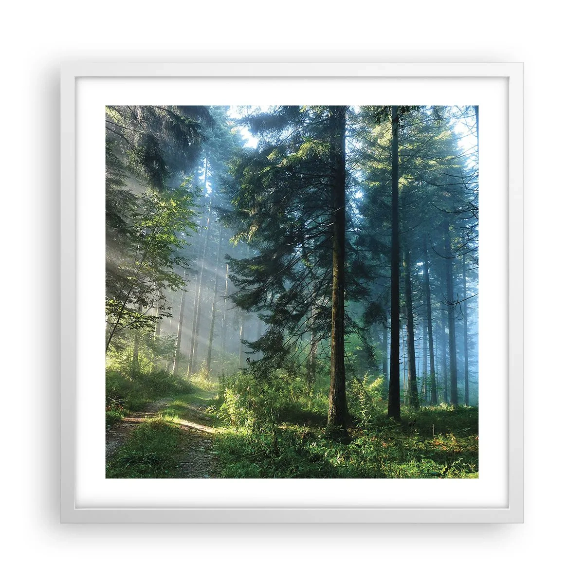 Plakat i hvid ramme - Strålende om morgenen - 50x50 cm