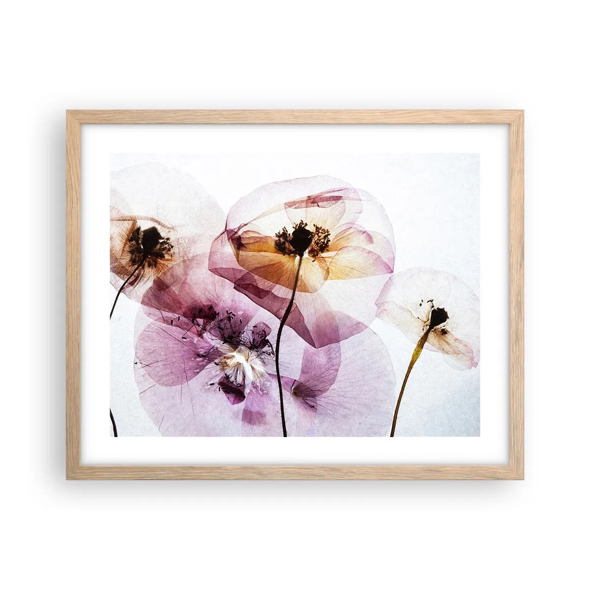Plakat i ramme af lyst egetræ - Blomsterlegeme dias - 50x40 cm
