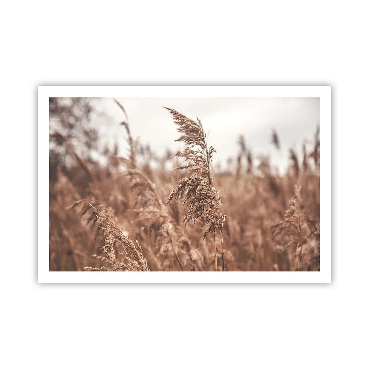 Plakat - Efteråret er allerede på markerne - 91x61 cm