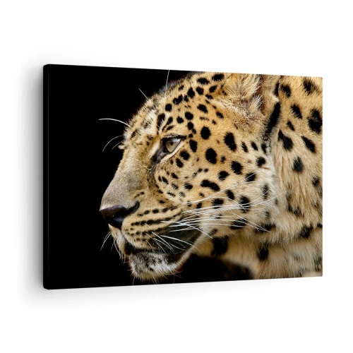 Lærredstryk - Billede på lærred - Nærbillede af en leopards hoved mod en sort baggrund - 70x50cm - Rolig, fokuseret, klar - Moderne vægdekoration til stue og soveværelse ARTTOR