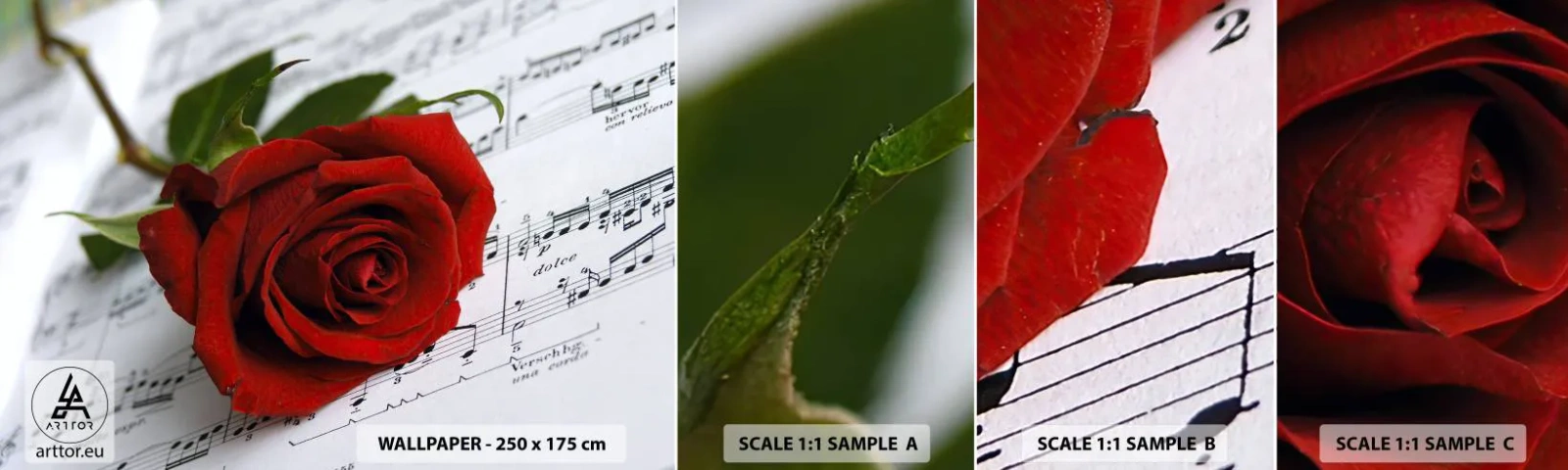Fototapet Prøve Standard Eco - Musik af følelser i skarlagenrødt - Blomster, Rose, musik - 100x30 cm