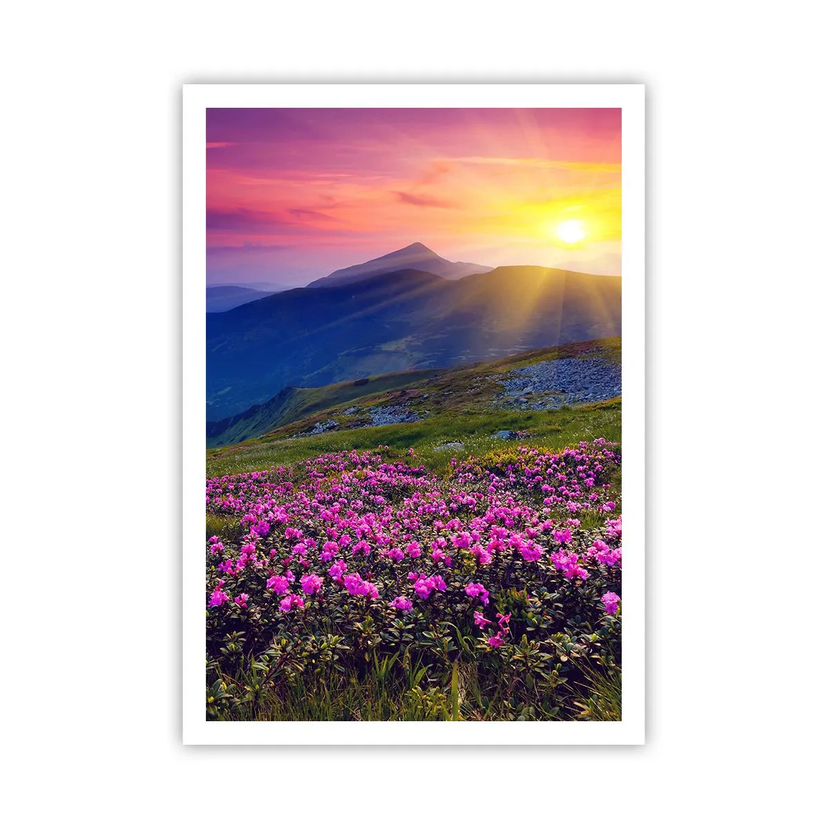 Plakat - ... Og rundt omkring dufter det af fyrretræer og krydderurter - 70x100 cm