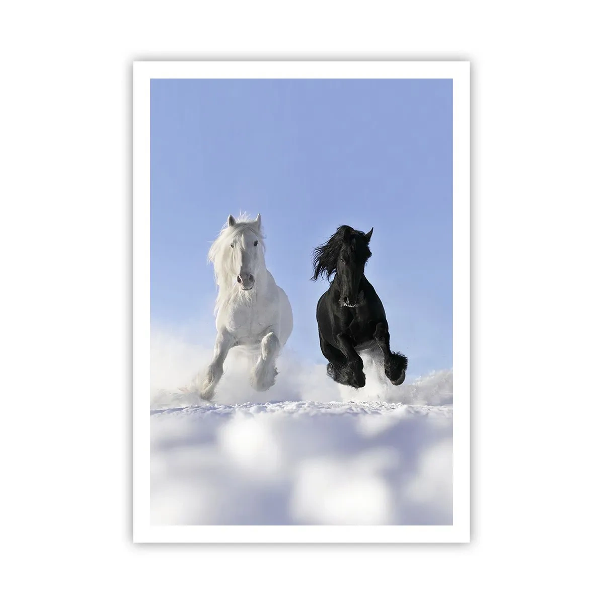 Plakat - Sort og hvid galop - 70x100 cm