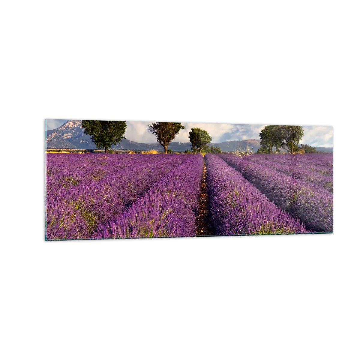 Billede på glas - Enge med lavendel - 140x50 cm