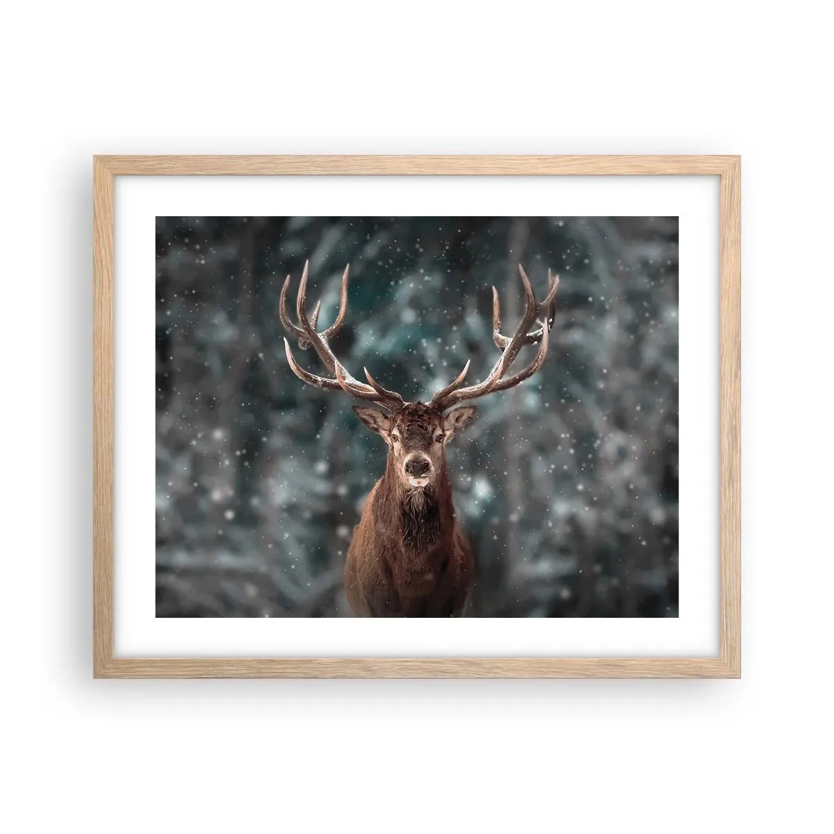 Plakat i ramme af lyst egetræ - Skovens konge kronet - 50x40 cm