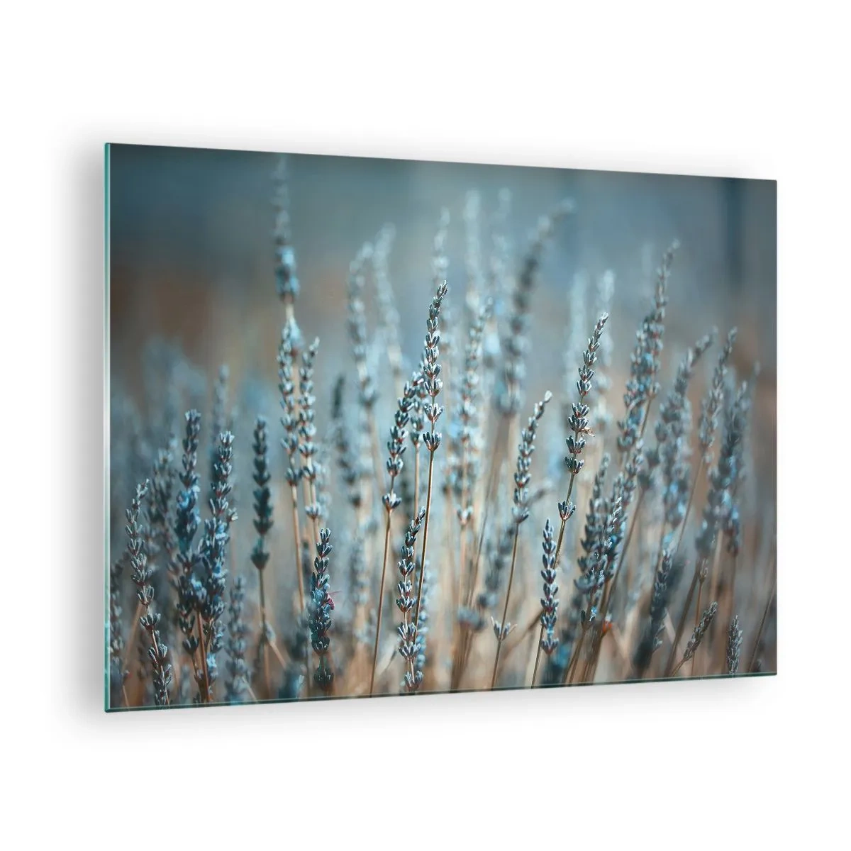 Billede på glas - En lavendelmark i blødt, køligt lys - 70x50cm - Duftende plet - Moderne vægdekoration til stue og soveværelse ARTTOR