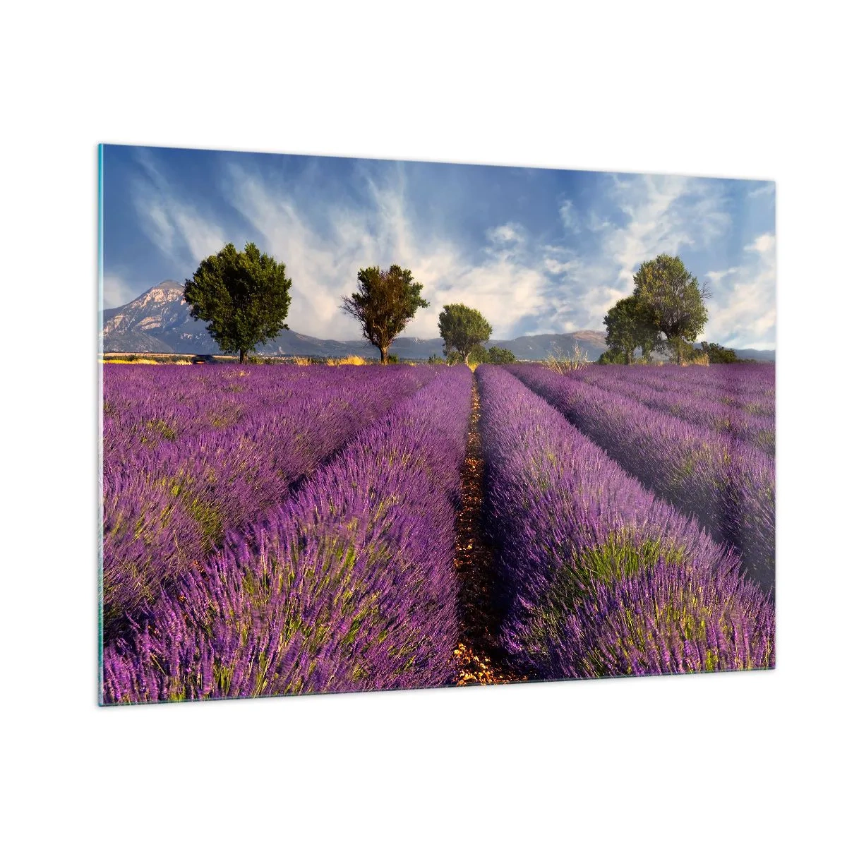 Billede på glas - Enge med lavendel - 100x70 cm