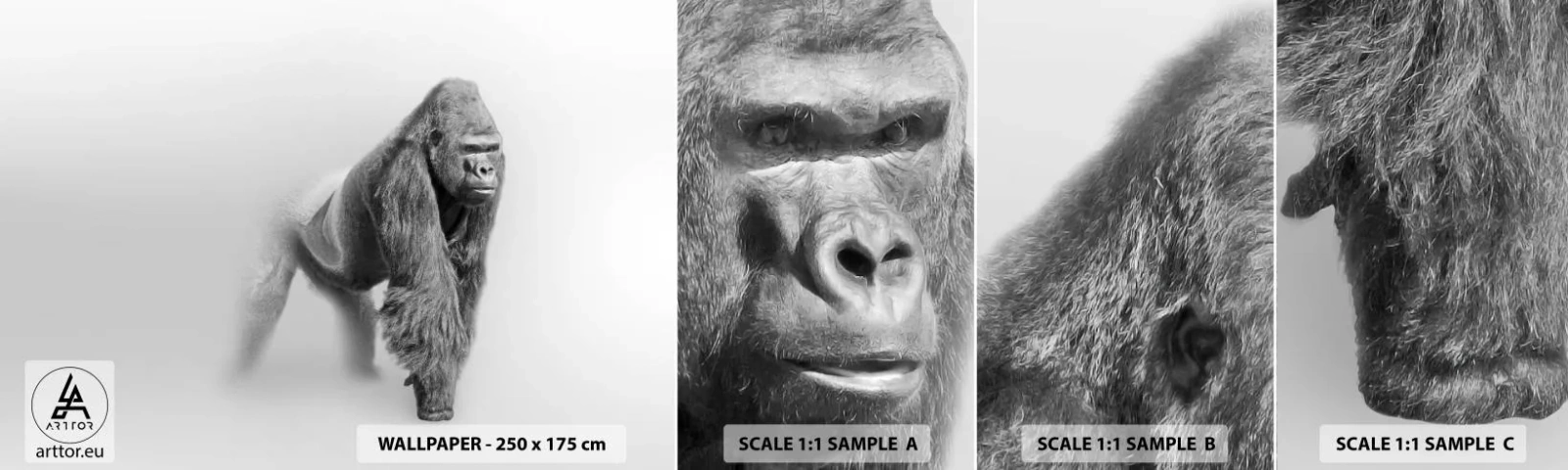 Fototapet Prøve Standard Eco - Selvsikker på sin styrke - Dyr, Gorilla, Abe - 100x30 cm