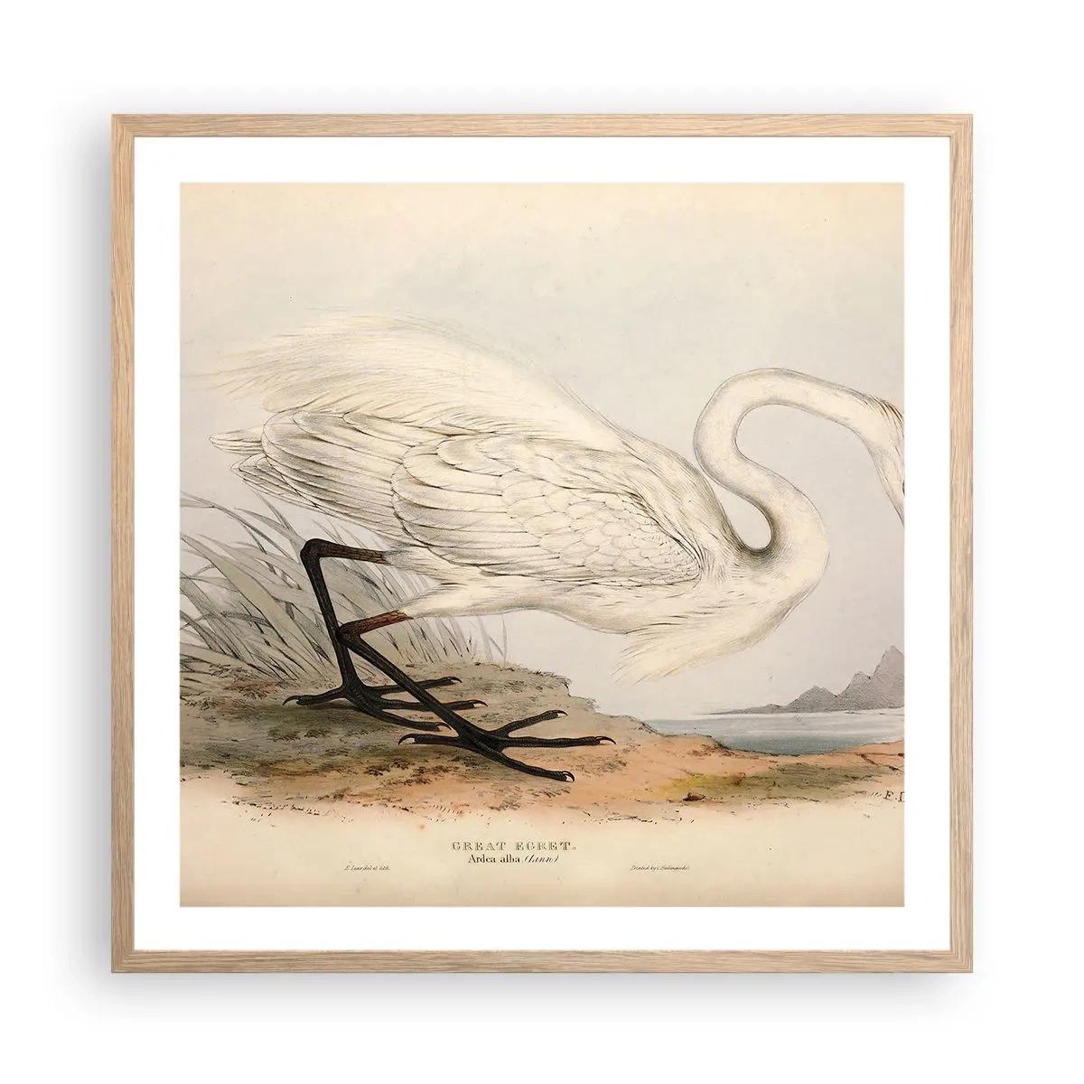 Plakat i ramme af lyst egetræ - Dame på sivene - 60x60 cm