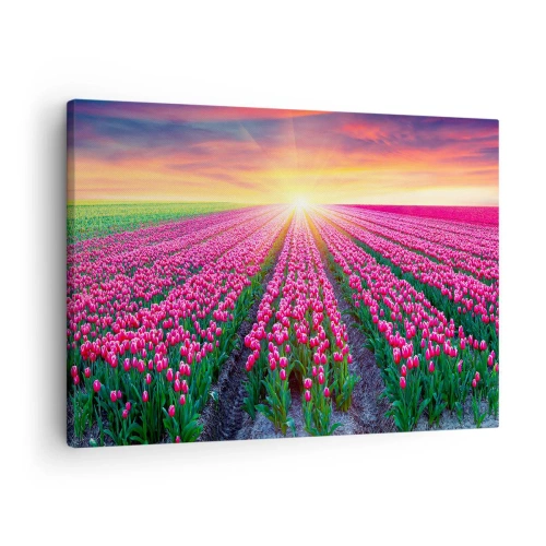 Lærredstryk - Billede på lærred - Et felt af tulipaner ved solnedgang - 70x50cm - Skønhedsfarm - Moderne vægdekoration til stue og soveværelse ARTTOR